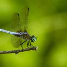 blue dasher dragonfly (Getty Images)