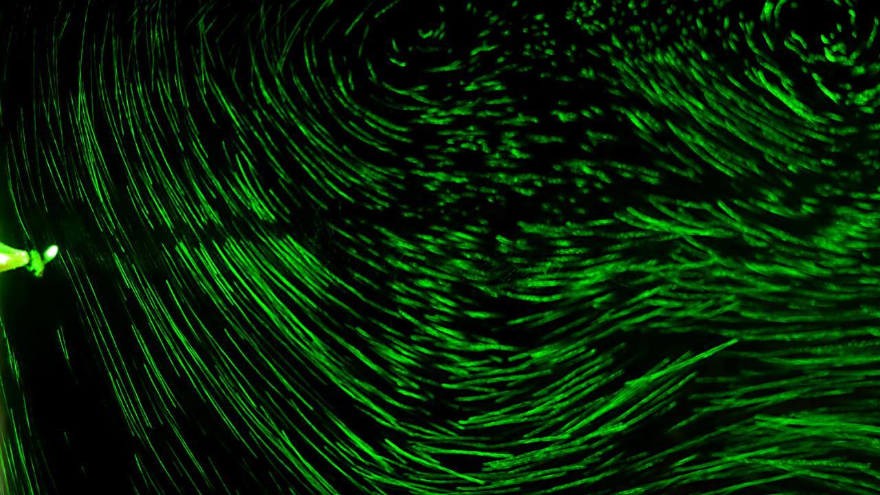 A fly, on the left, is tasked with navigating convection vortices, the flow of which is traced in green. Victor Ortega-Jimenez a picture of a fly's lying path