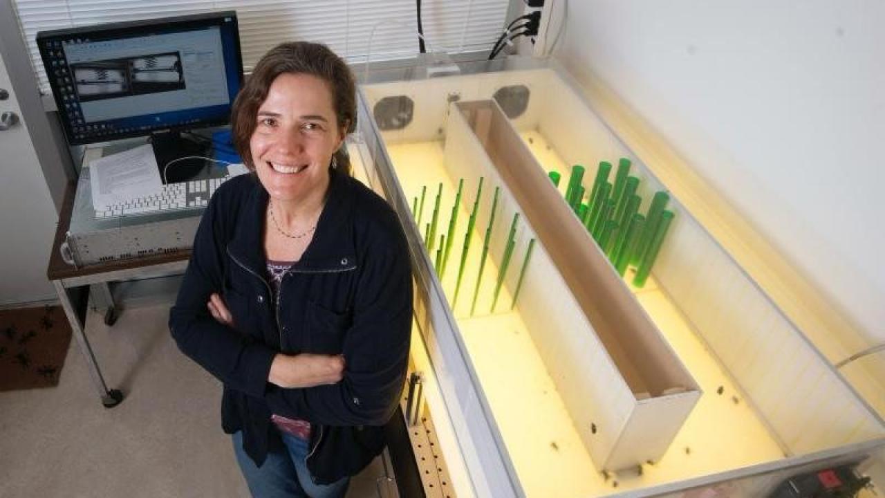 Stacey Combes is an associate professor in the Department of Neurobiology, Physiology, and Behavior at UC Davis. Combes is a biomechanist — she studies the biomechanics of animals, particularly insects. (Karin Higgins/UC Davis) Stacey in her lab