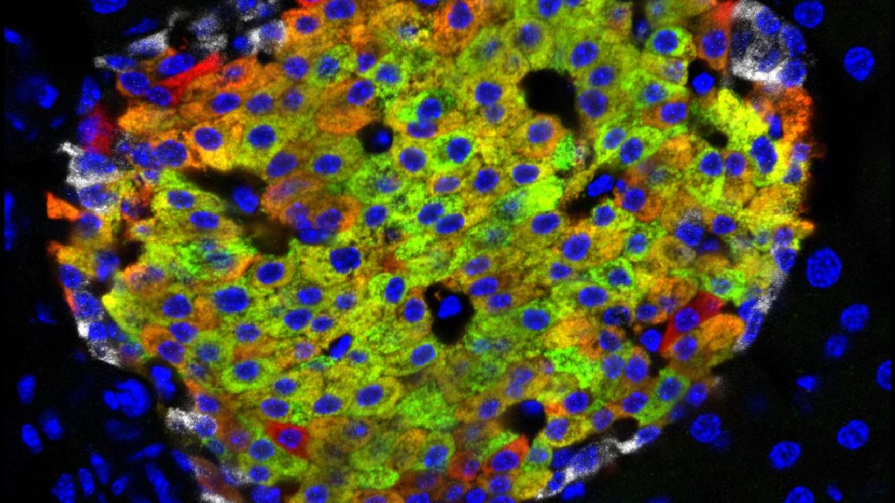Cell picture of Mark's Research