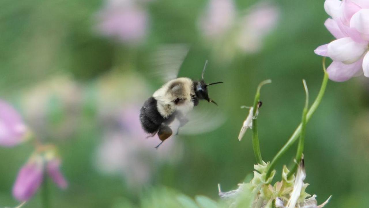 Bumblebees can fly while carrying up to their body weight in nectar. A new study from UC Davis shows that bees can choose to use an energy-efficient economy mode of flight for heavy loads. (Photo by Andrew M. Mountcastle) Picture of a bumble bee in flight