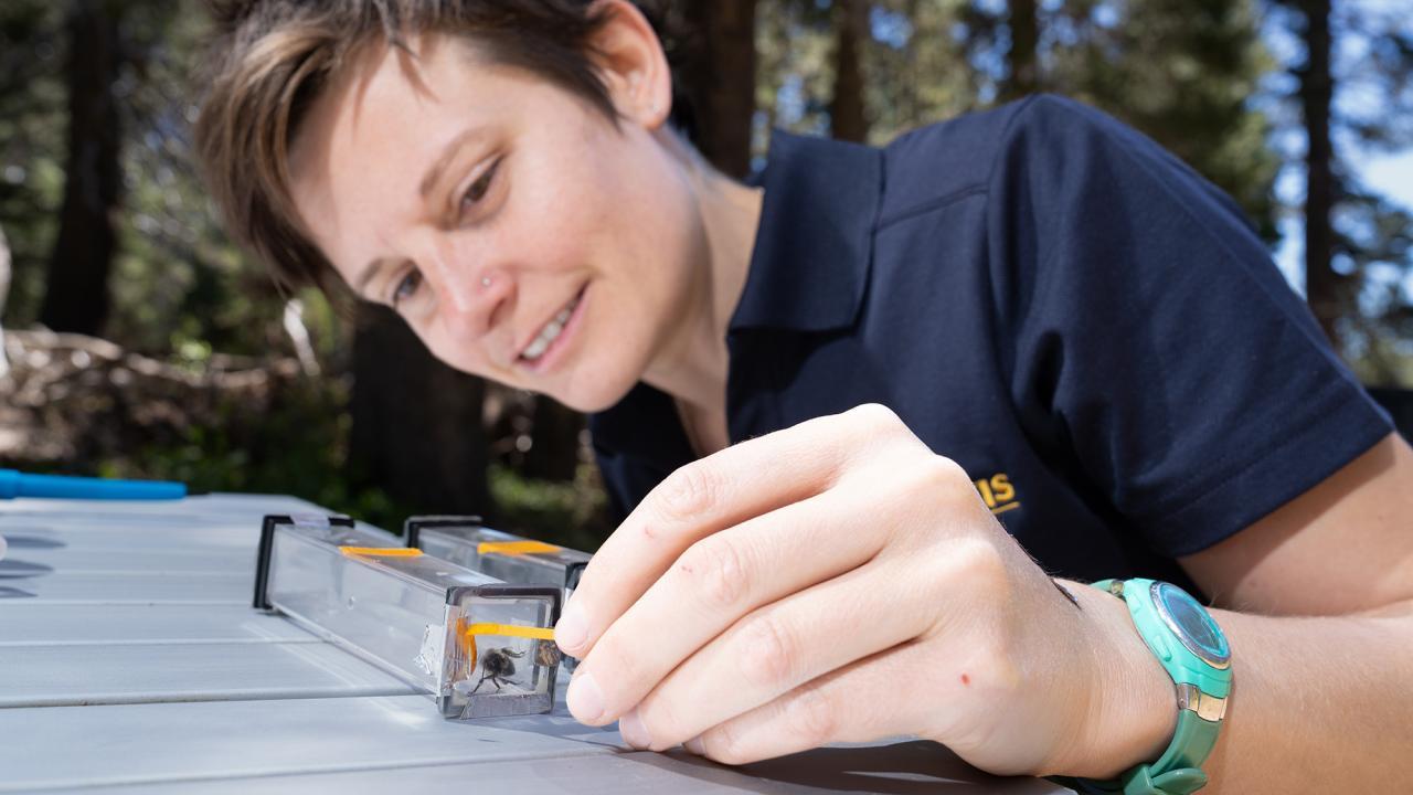 Assistant Professor Felicity Muth's work on bumblees is supported by a grant from The National Geographic Society. It is one of the grants and contracts contributing to over $1 billion in research funding awarded to UC Davis in the past fiscal year. (Photo by TJ Ushing/UC Davis)