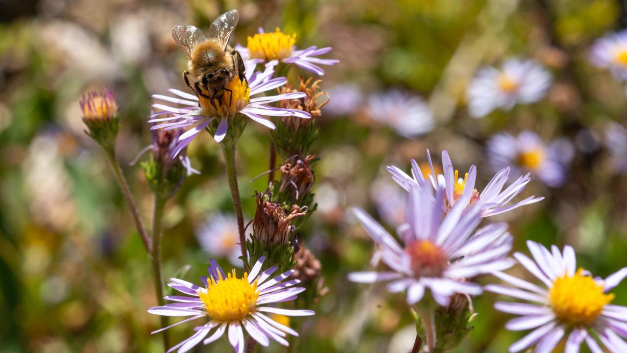 Bee on purple wildflower with yellow center in sunny meadow.