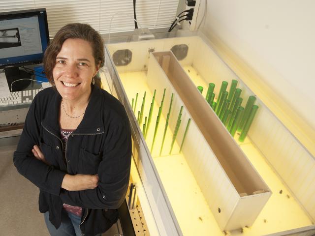Stacey Combes standing next to an insect flight tunnel with small vertical green rods