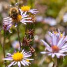 Bee on purple wildflower with yellow center in sunny meadow.