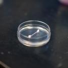 Lab-grown ligament resting in a clear petri dish on a dark laboratory surface.