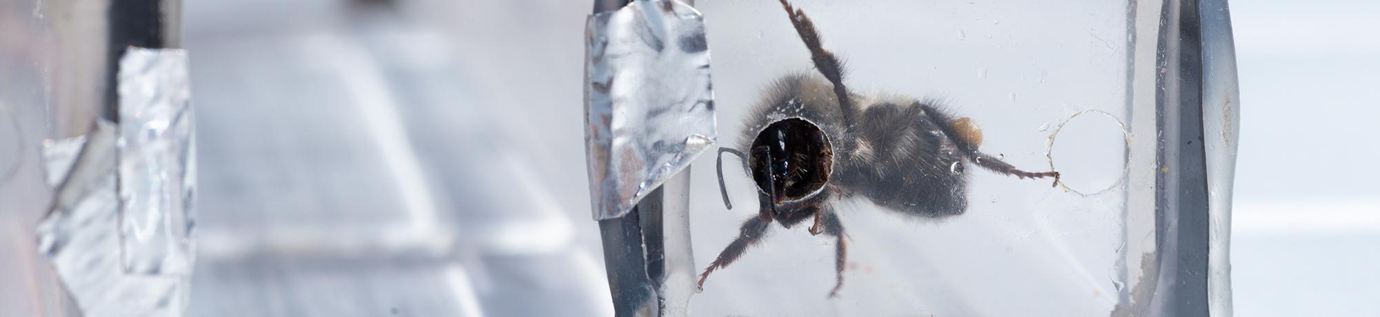 A close-up of a bee encased in clear resin with a blurred background.