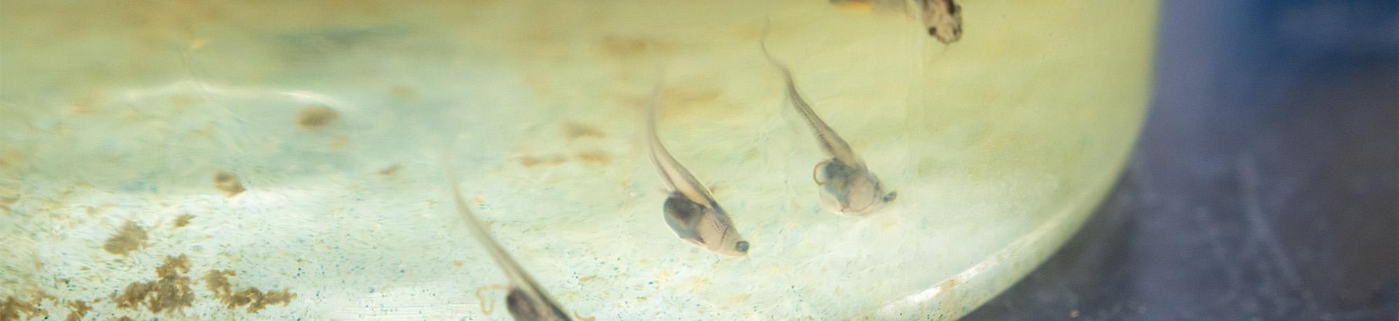 Three tiny translucent tadpoles in shallow pale-green dish