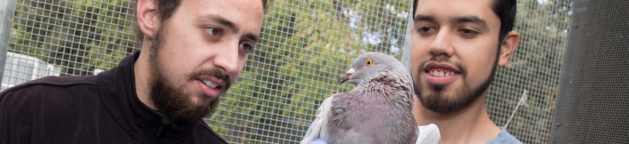 Two male students holding and examining a pigeon.