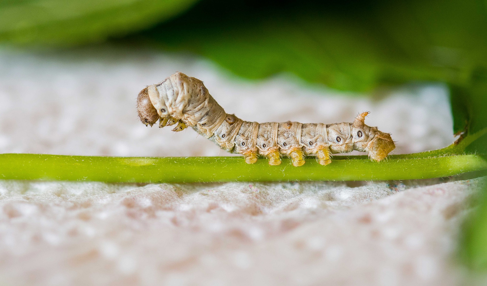 picture of a silkworm