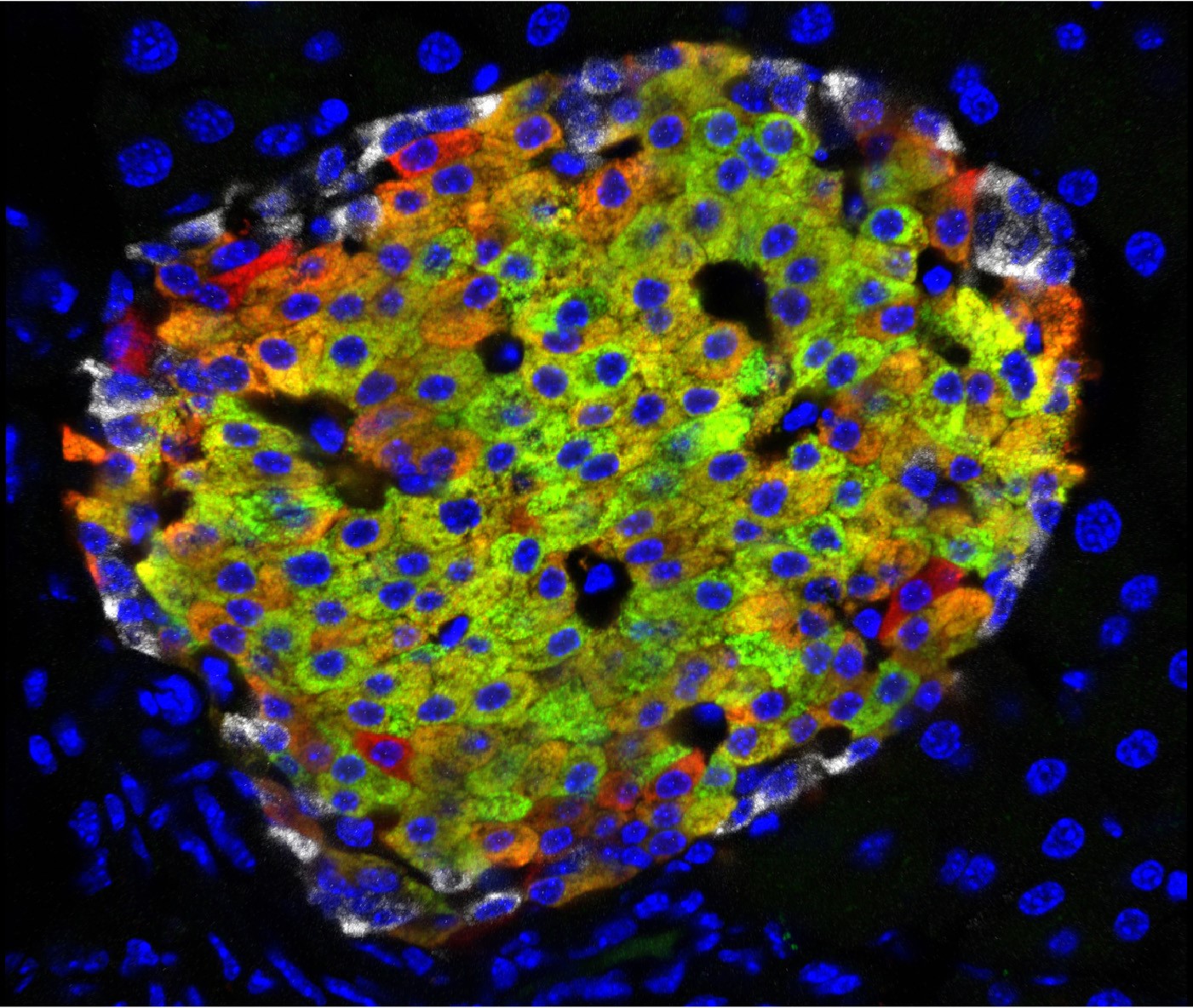 picture of a cell from a microscope