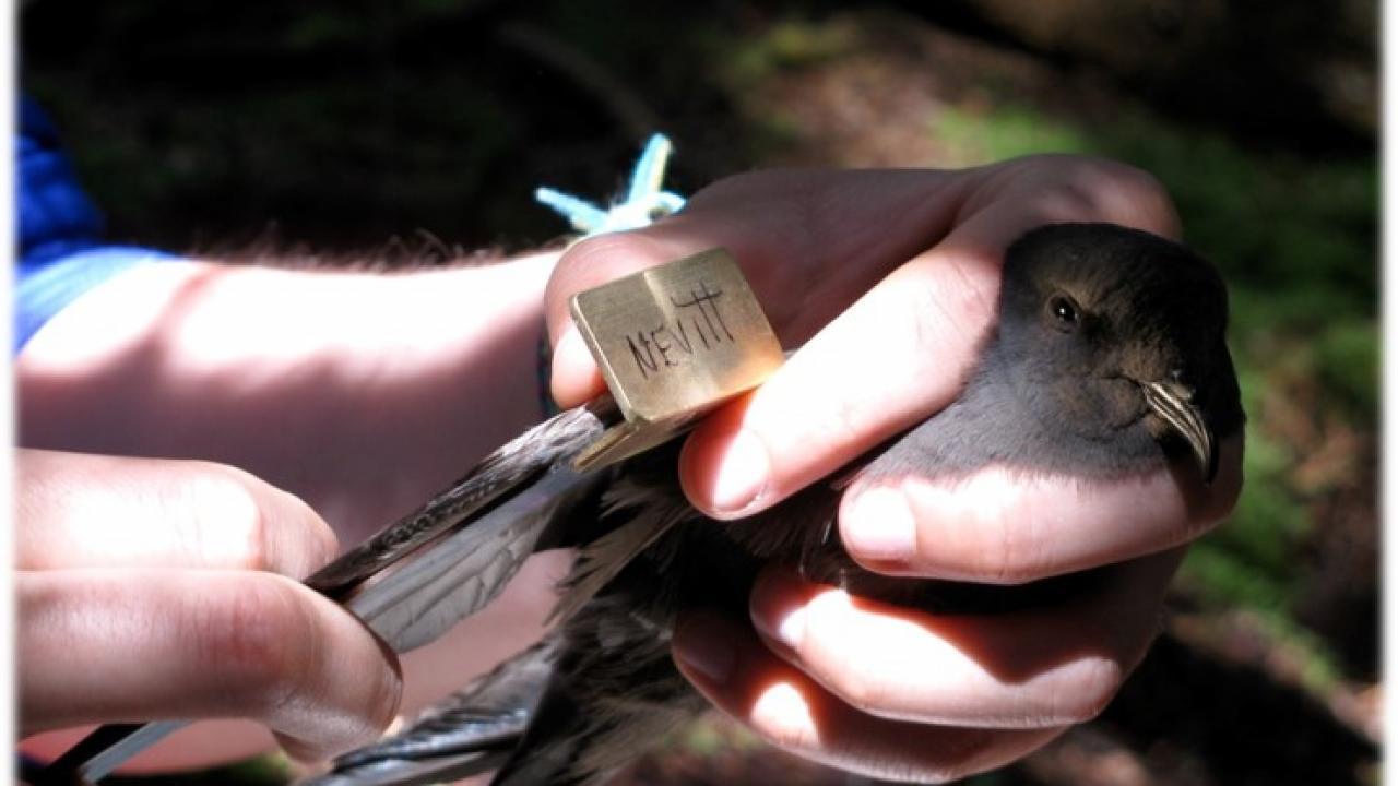 The Scent of a Mate: Seabird Study Provides Insights into Sexual