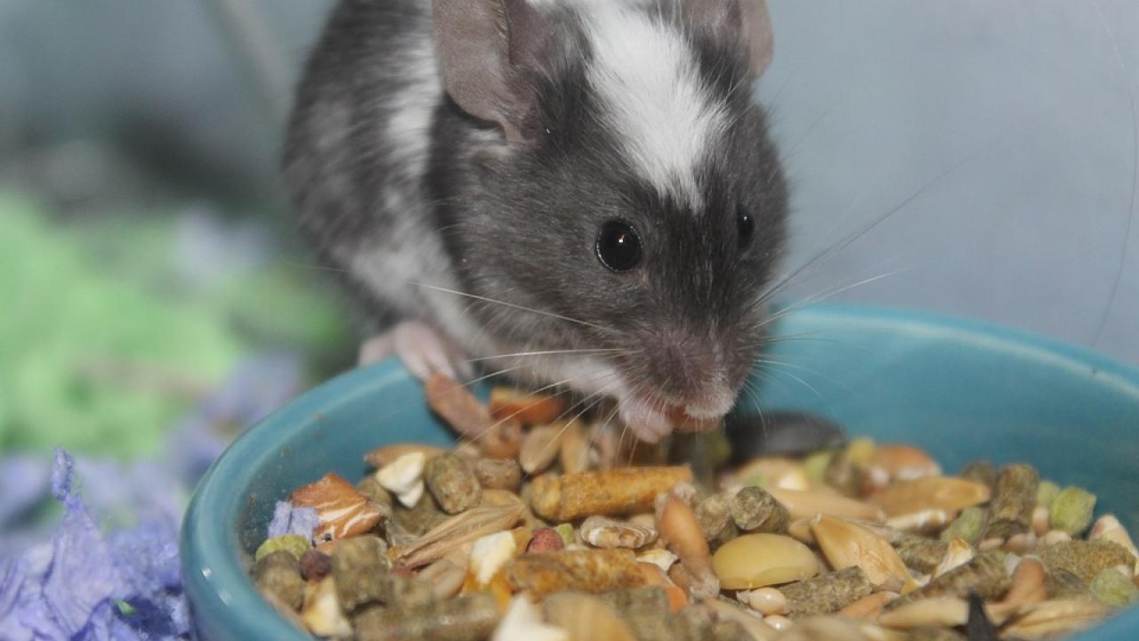 picture of a mouse eating