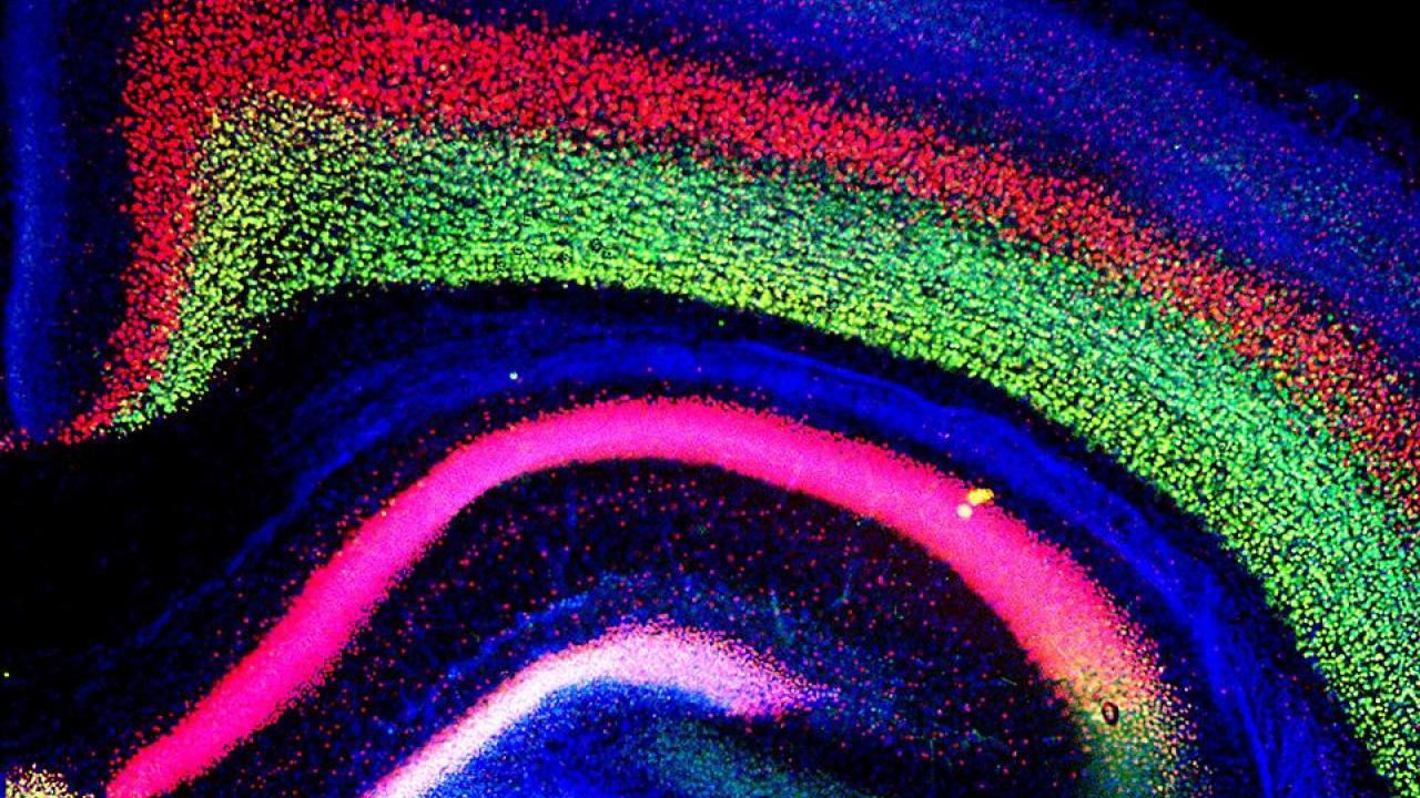 In this mouse cortex, a mutation in the CHD8 gene caused increased brain size, or megalencephaly, a condition also present in people with autism spectrum disorder. The colored sections correspond to different layers of the developing cortex. Alex Nord/UC Davis