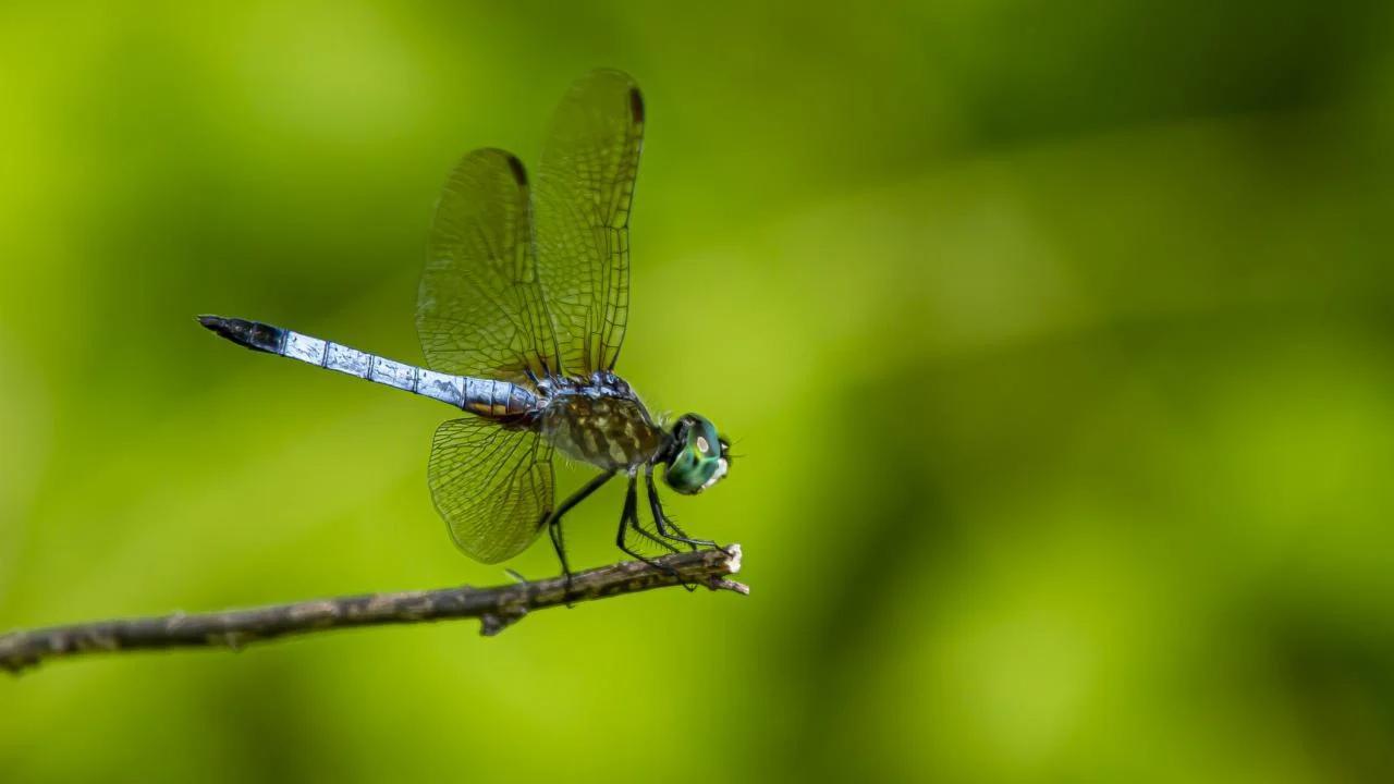 blue dasher dragonfly (Getty Images)