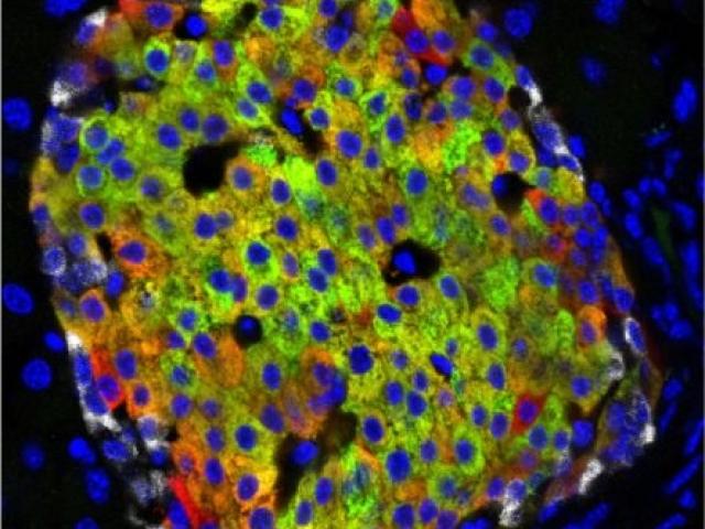 Pancreatic islets make insulin in response to blood glucose