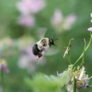 Picture of a bumble bee in flight